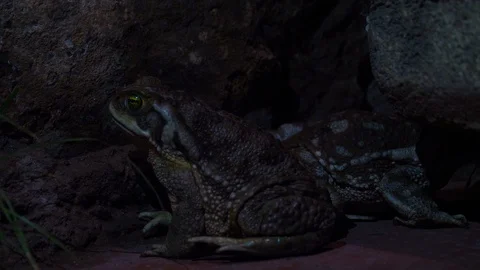 4K, Couple of toads at night refugee near some stones. Stock Footage 106929100