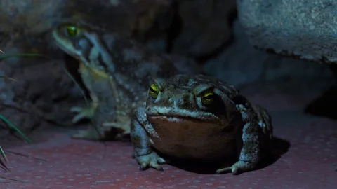 4K, Couple of toads at night refugee near some stones. Stock Footage 106929141