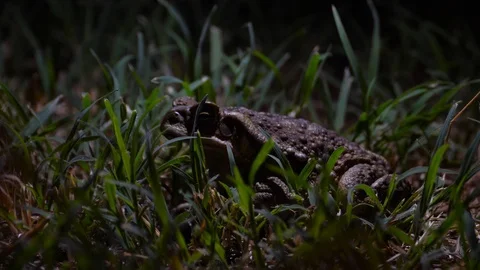 4K, Couple of toads at night refugee near some stones. Stock Footage 106929176