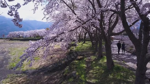 4K Couple Walk Through Spring Cherry Blossoms At Fuji Five Lakes, Japan Vídeo Stock 81464858