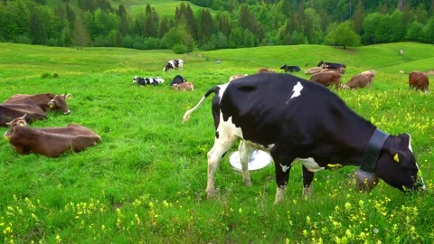 4k cow eats flowers in the background there are many cows lying in green grass Stock Footage 276292120
