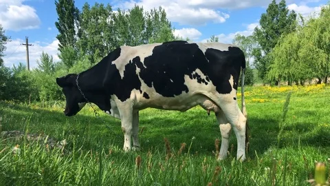 4k Cow Eats Green Grass Stock Footage 89813021