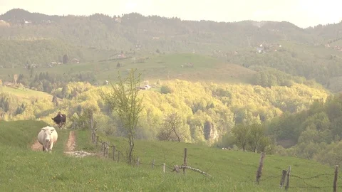 4K Cow herd walking mountain green hill pasture in rural farmland shepherd man Stock Footage 80065530