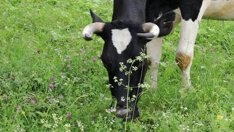 4K Cow slowly eats grass in a flower meadow Stock-Footage 113631585
