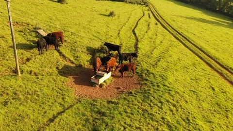 4K Cows Drinking on Devon Farm Stock Footage 104830180