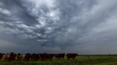 4K Cows Grazing Beneath Stormy Sky Timelapse - Prores Stock Footage 319858101