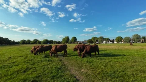 4K: Cows grazing on a field during the summer Stock Footage 313953474