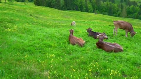4k Cows lie backwards on green grass and one cow eats grass Stock Footage 276292644
