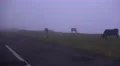 4k Cows at mountain highland street in evening clouds altitude 4k or 4k+ Resolution