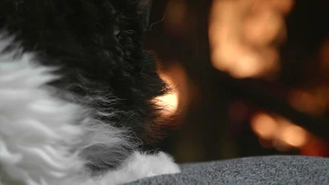 4K Crackling Fireplace and Sleeping Cat, Cozy Pet Animal Holiday Scene Video stock 292859812