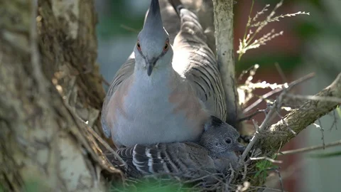 4k Crested pigeon chick in front of its mother with sun shining into the nest Stock Footage