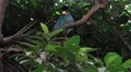 4k Crested Wood-partridge bird sitting overhead on tree branch 4k or 4k+ Resolution