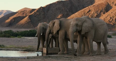 4K cropped close-up view of a small group of desert elephant drinking at a man Stock Footage 102752399