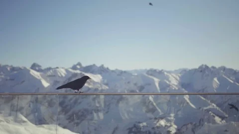 4K - Crow or jackdaw balancing on handrail in front of mountain scene in slo-mo Stock Footage 114062756