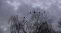 4k Crows arrive and rest on tree at a cloudy evening autumn day 4k or 4k+ Resolution