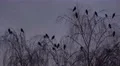 4k Crows closeup flying and sitting on tree while upcoming night 4k or 4k+ Resolution