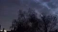 4k Crows flying away from tree while upcoming night 4k or 4k+ Resolution