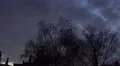 4k Crows night on tree at a cloudy evening autumn day 4k or 4k+ Resolution
