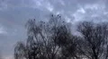 4k Crows on trees at a cloudy evening autumn day fly away 4k or 4k+ Resolution