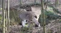 4k Crying Lynx in a winter-spring landscape 4k or 4k+ Resolution