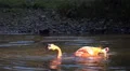 4k Cuban flamingo splashing water sunny day 4k or 4k+ Resolution