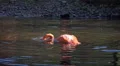 4k Cuban flamingo splashing water sunny day 4k or 4k+ Resolution