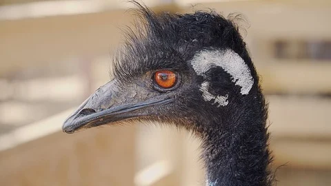 4k. Curios Emu Looking to the Camera. Close up of Head with Orange Eye. Video stock 90729326