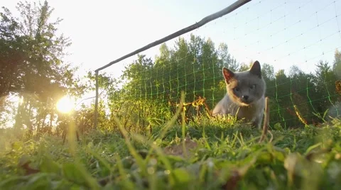 4K Curious cat looking at camera fearfully Stock Footage 56165396