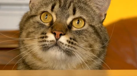 4k curious cat playing close up Video stock 50198010