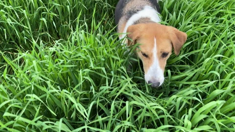 4k Curious dog walking through high green grass. Stock Footage 155401535