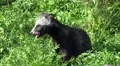 4k Curious young Raccoon Dog close up in grassland 4k or 4k+ Resolution