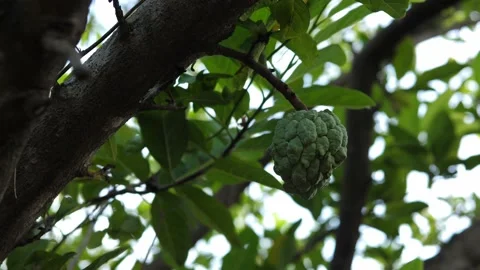 4K Custard apple or sugar apple on tree branch. Raw sweetsop in garden outdoor. Video stock 143004246