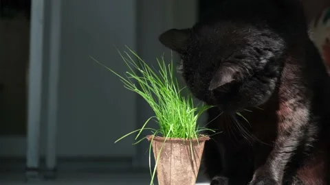 4K. Cute black cat eats special cat grass from a biodegradable pot on the floor. Stock Footage 169240062