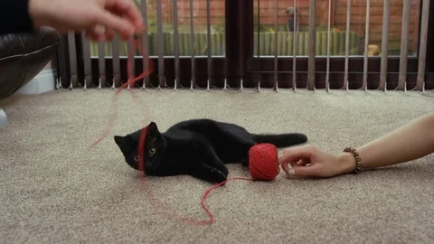 4K Cute black kitten play fighting with owner &amp; a ball of string Stock Footage 76118932