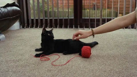 4K Cute black kitten play fighting with owner &amp; a ball of string Stock Footage 76119603