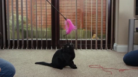 4K Cute black kitten playing with a feathered toy, held by its owner Stock Footage 76117829