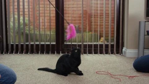 4K Cute black kitten playing with a feathered toy, held by its owner Stock Footage 76118216