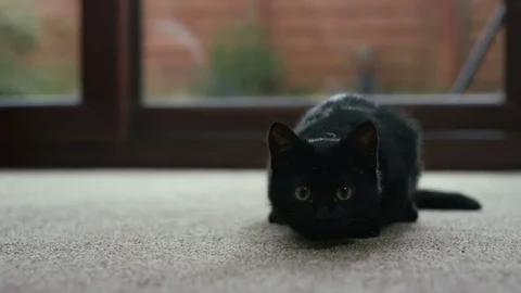 4K Cute black kitten staring into camera, with eyes following a moving object  Stock Footage 76463698