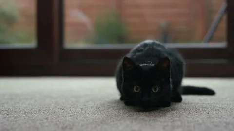 4K Cute black kitten staring into camera, with eyes following a moving object  Stock Footage 76464083