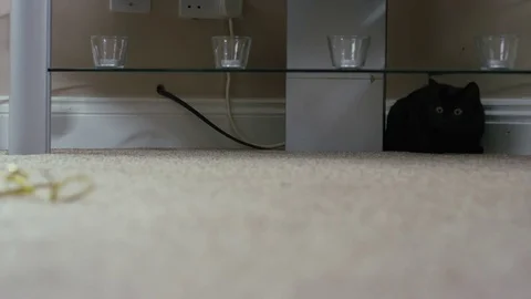4K Cute black kitten watching a piece of shiny ribbon being pulled along the flo Video stock 76459247