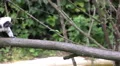 4k Cute cotton-top tamarins jumping on tree branch 4k or 4k+ Resolution