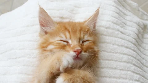4k Cute Ginger Kittens Sleeping on a fur White Blanket. Cat Sleep. Concept of Stock Footage 162350396