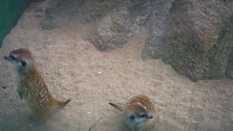 4k  Cute meerkats Stock Footage 139400283