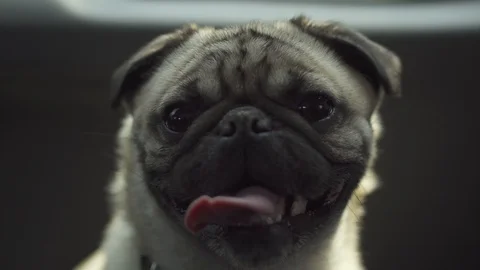 4K Cute pug smiling at the camera and then yawning (Ungraded) Stock Footage 111040137