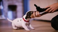4K Cute Puppy Brings Back His Toy To Play With His Owner Stock Footage