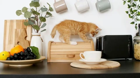 4k Cute red kitten playing on the kitchen table. Playful ginger cat plays in the Stock-Footage 156612738