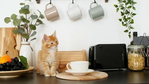 4k Cute red kitten playing on the kitchen table. Little ginger striped cat Stock Footage 157021881