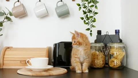 4k Cute red kitten playing on the kitchen table. Little ginger striped cat Video stock 158403385