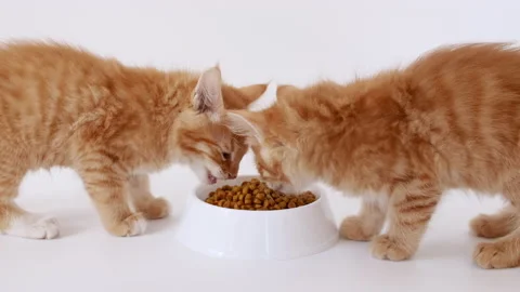 4k Cute red kittens eating fresh dry cat food for small kittens. Ginger cats Stock Footage 158774330