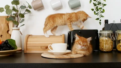 4k Cute red kittens playing on the kitchen table. One ginger cat is sleeping Stock Footage 157885725